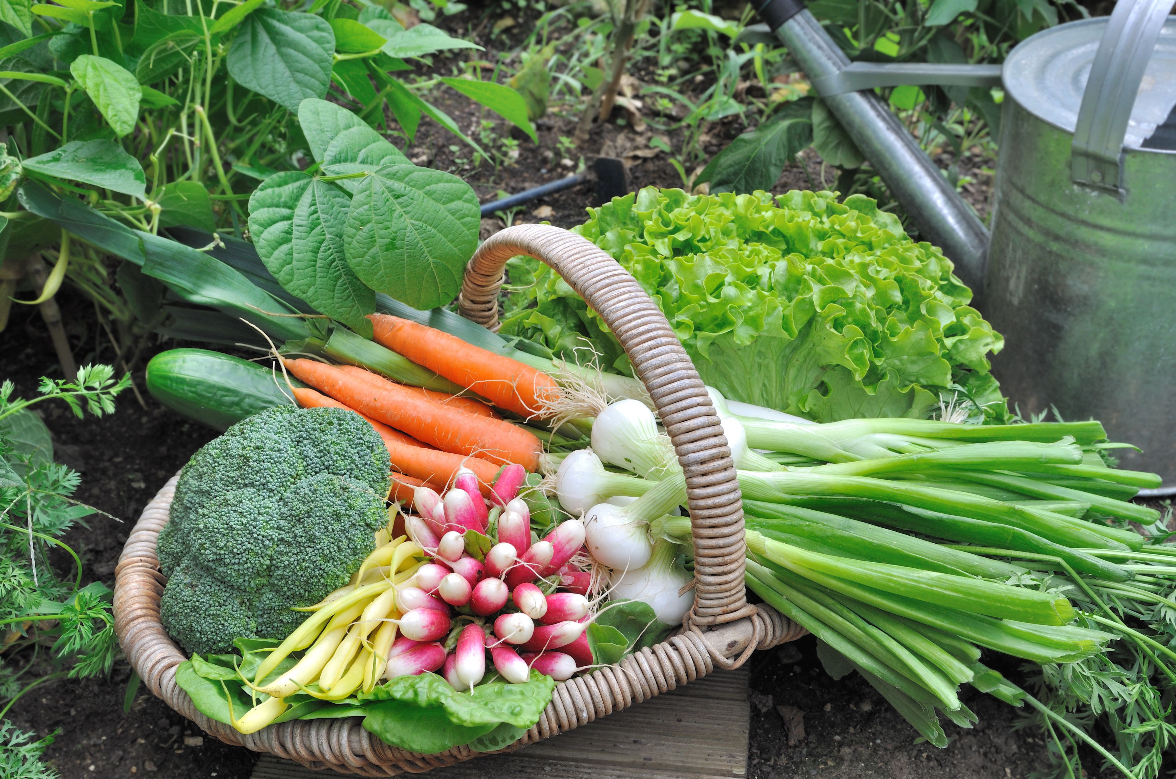 Am I Growing A Vegetable Garden Or Is My Garden Growing Me The 